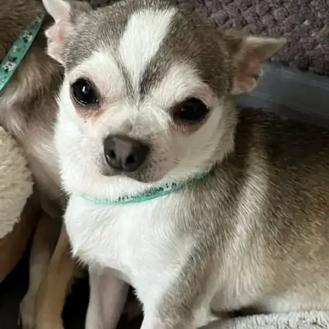Topie