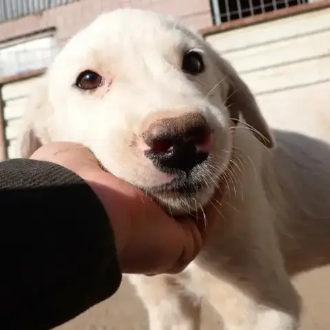 Bolt