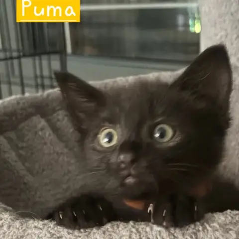 Puma photo 3