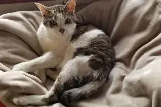 Bébert