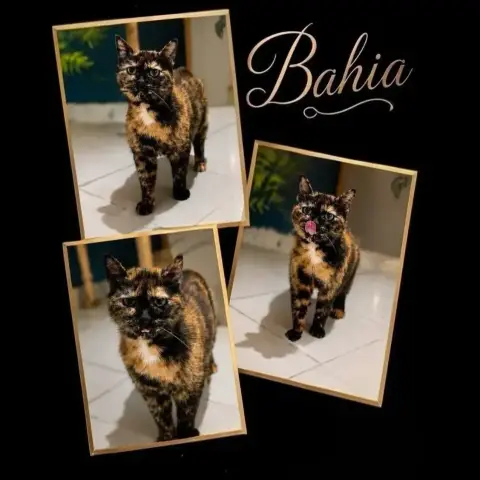 Bahia photo 2