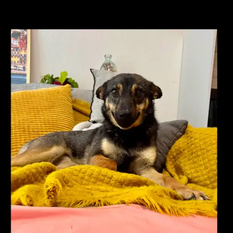 Sabra