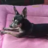 Ziggy