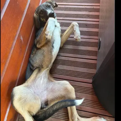 Saïka