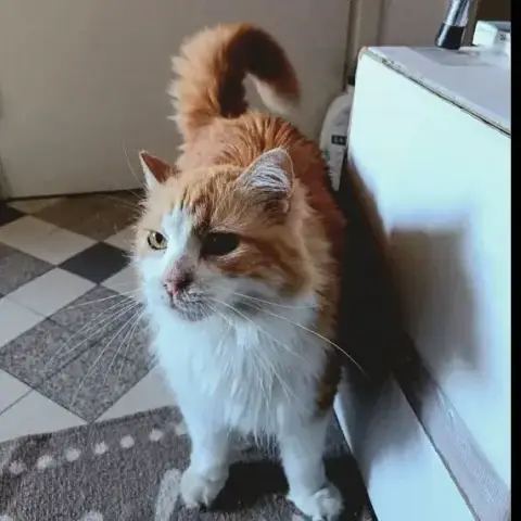 Féline