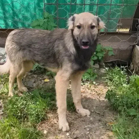 Ruben
