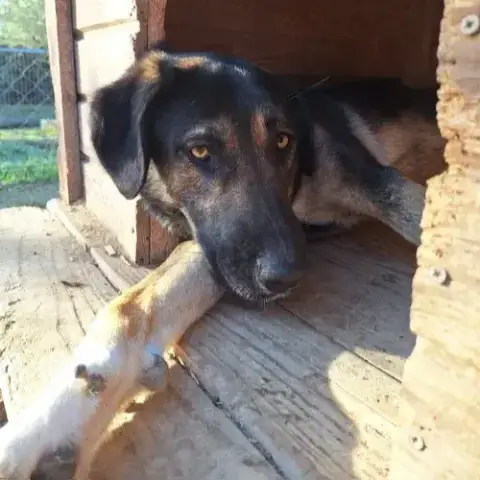 Pepita photo 3