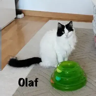 Olaf photo 2