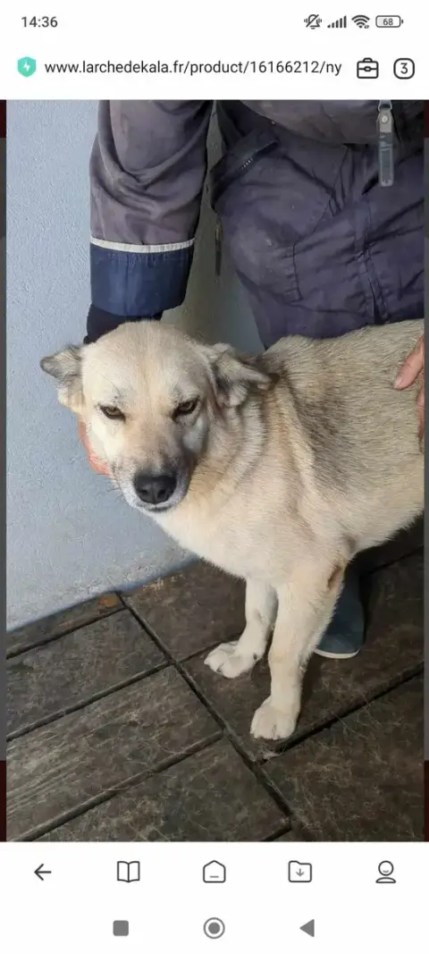 Nymeria photo 3