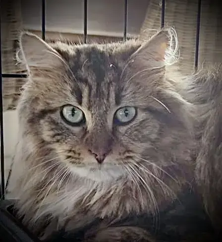Théodule