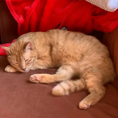 Simba photo 3