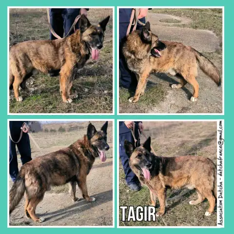 Tagir