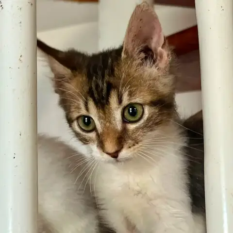 Barnabé