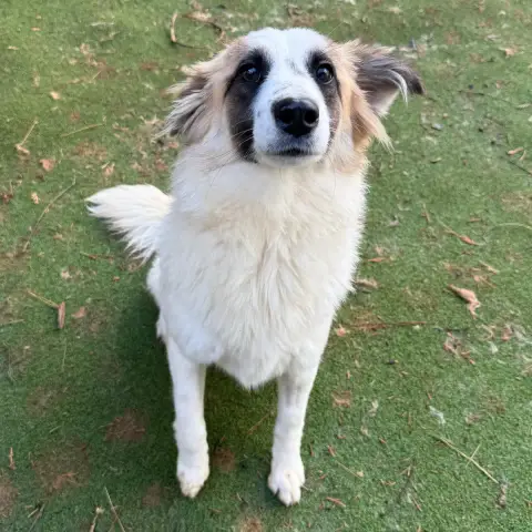 Vala