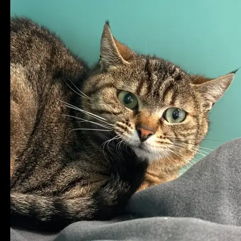 Mimi