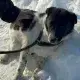 Pif