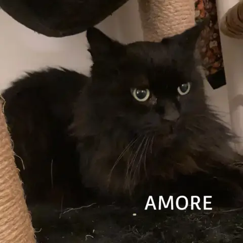 Amore photo 2