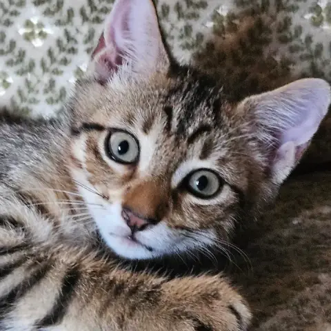 Mâle 1 Bébé De Bella