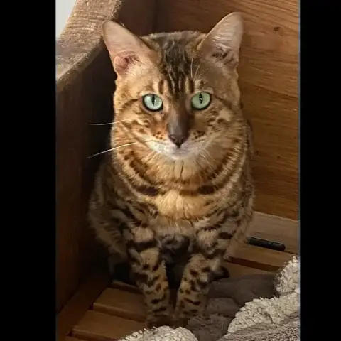 Moogli
