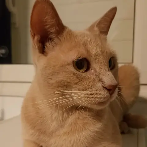 Nala photo 3