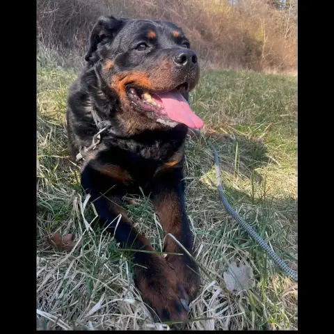 Harley