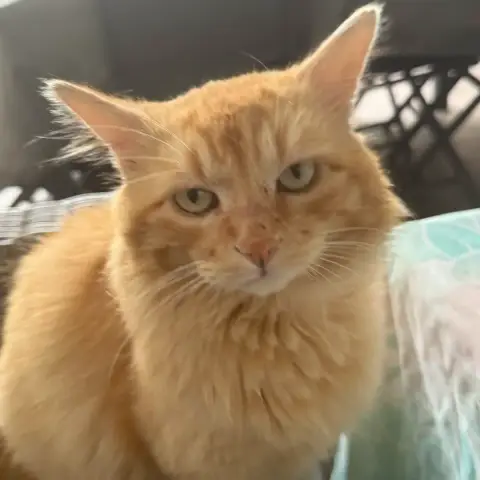 Garfield À Sauver photo 2