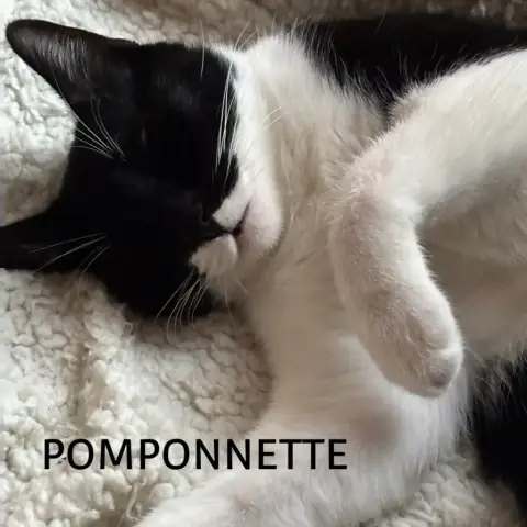 Pomponnette photo 2