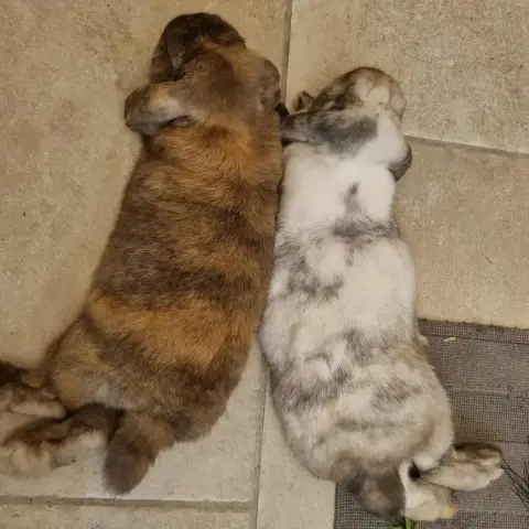 Coquine Et Biscuit En Duo photo 2