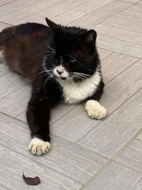 Nelson