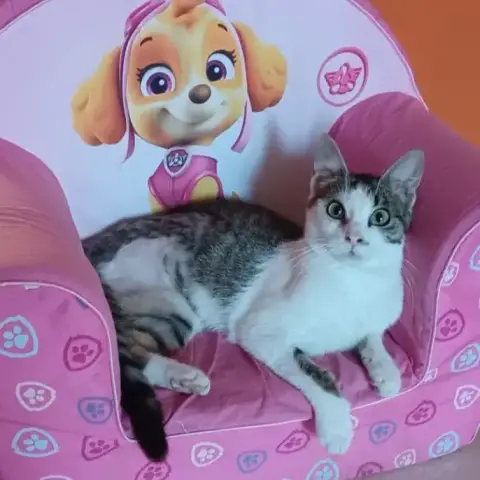 Mignonette