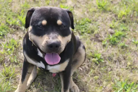 Balou