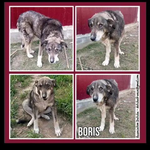 Boris