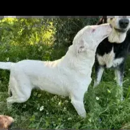 Rusa Urgence Absolue photo 2