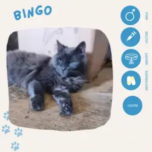 Bingo
