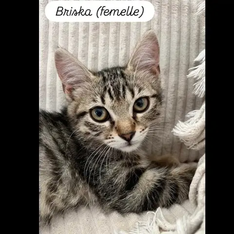 Baiko photo 3