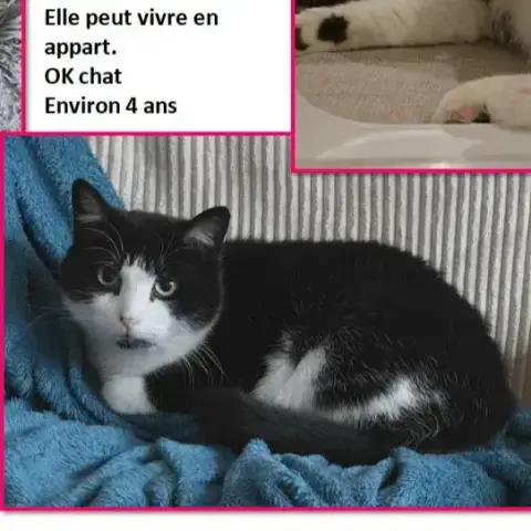Kitty