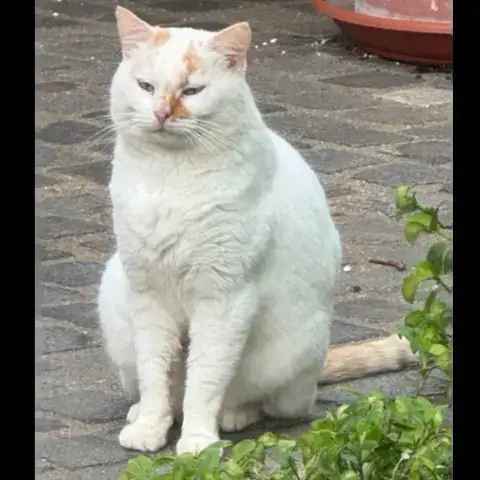 Dingle photo 2