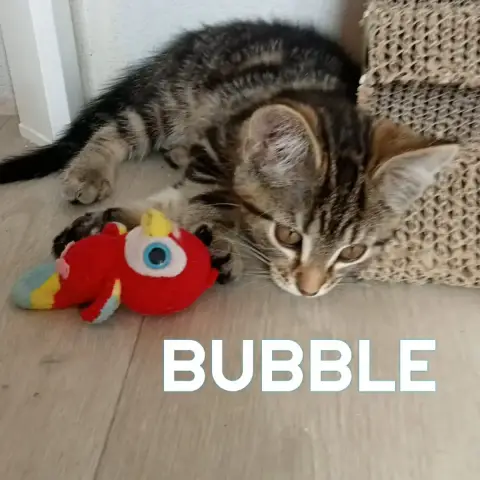 Bubble