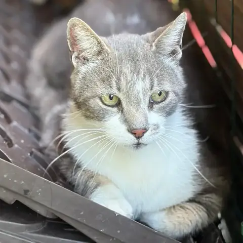 Pépère