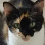 Zeinouba