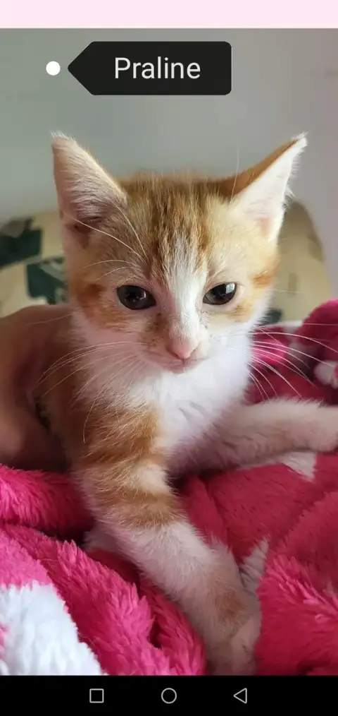 Praline