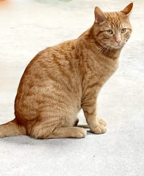 Simba photo 2