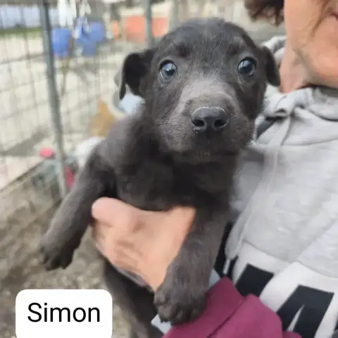 Simon