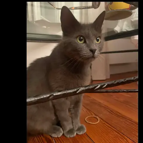 Gigi