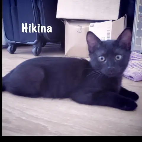 Hikina