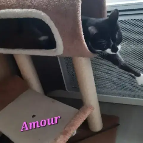 Amour photo 3