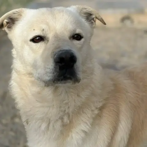 Odin