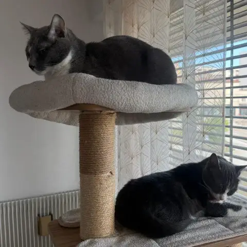 Snow Et Stimpleton