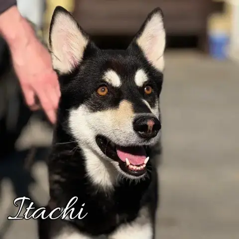 Itachi