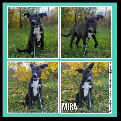 Mira